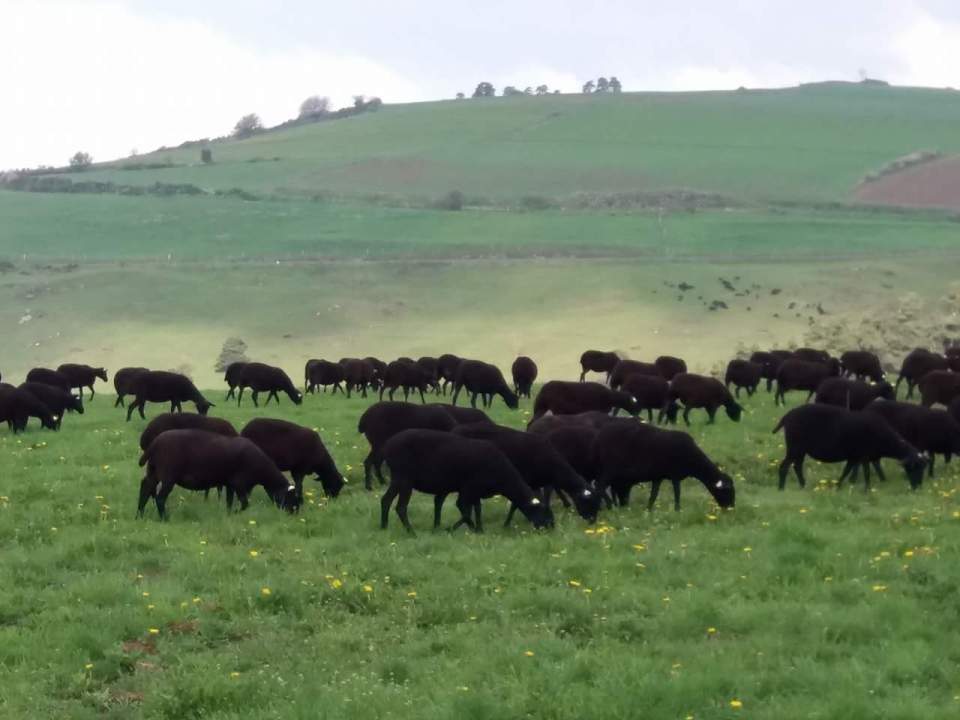 Nature Auvergne, Rhône Alpes